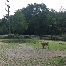 Carnegie Dog Park photo 1